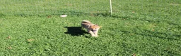 Shiba Inu dogs for sale: Chili - Ad 3