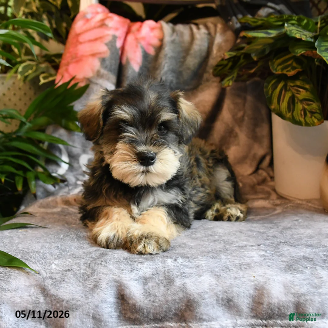 Miniature Schnauzer dogs for sale: Milo - Ad 2