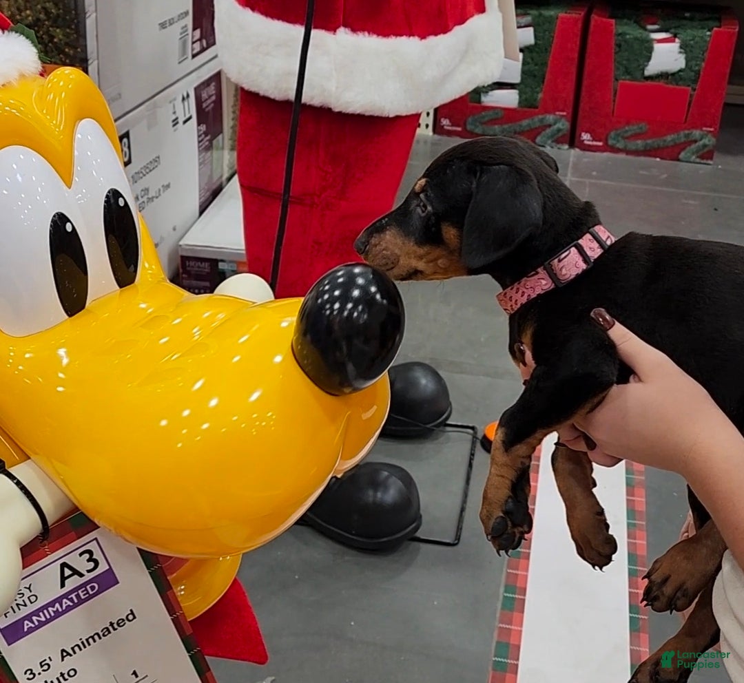 Doberman Pinscher dogs Jessica F4 - Ad 17