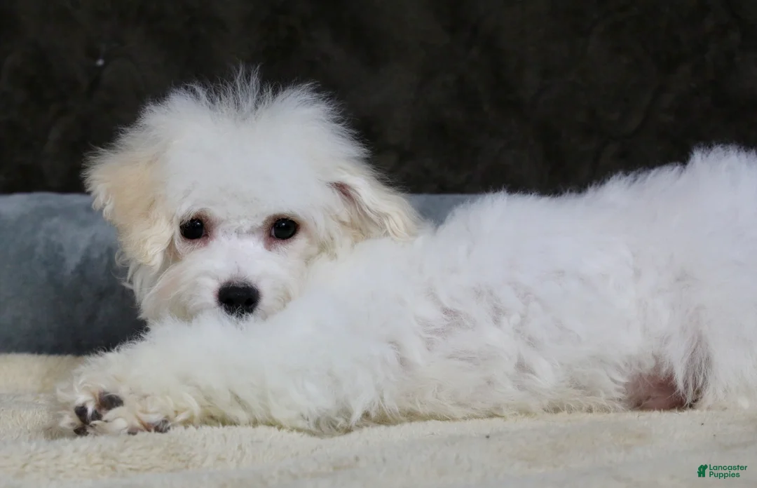 Teddy Bear dogs for sale: Dasher - Ad 16