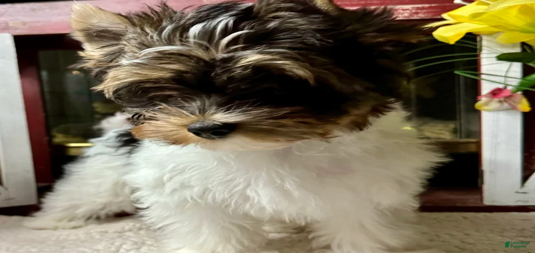 Gallery Image {{count}}