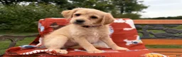 Labradoodle dogs for sale: Chloe (Girl) - Ad 5
