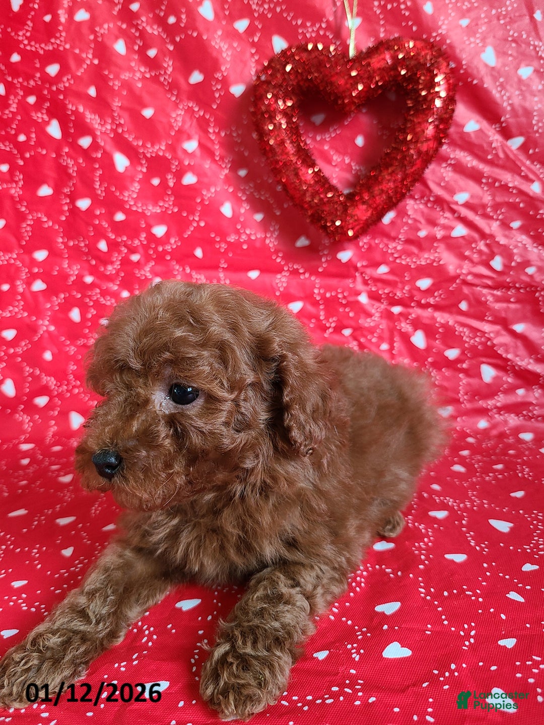 Bichpoo dogs for sale: Donnie - Ad 4