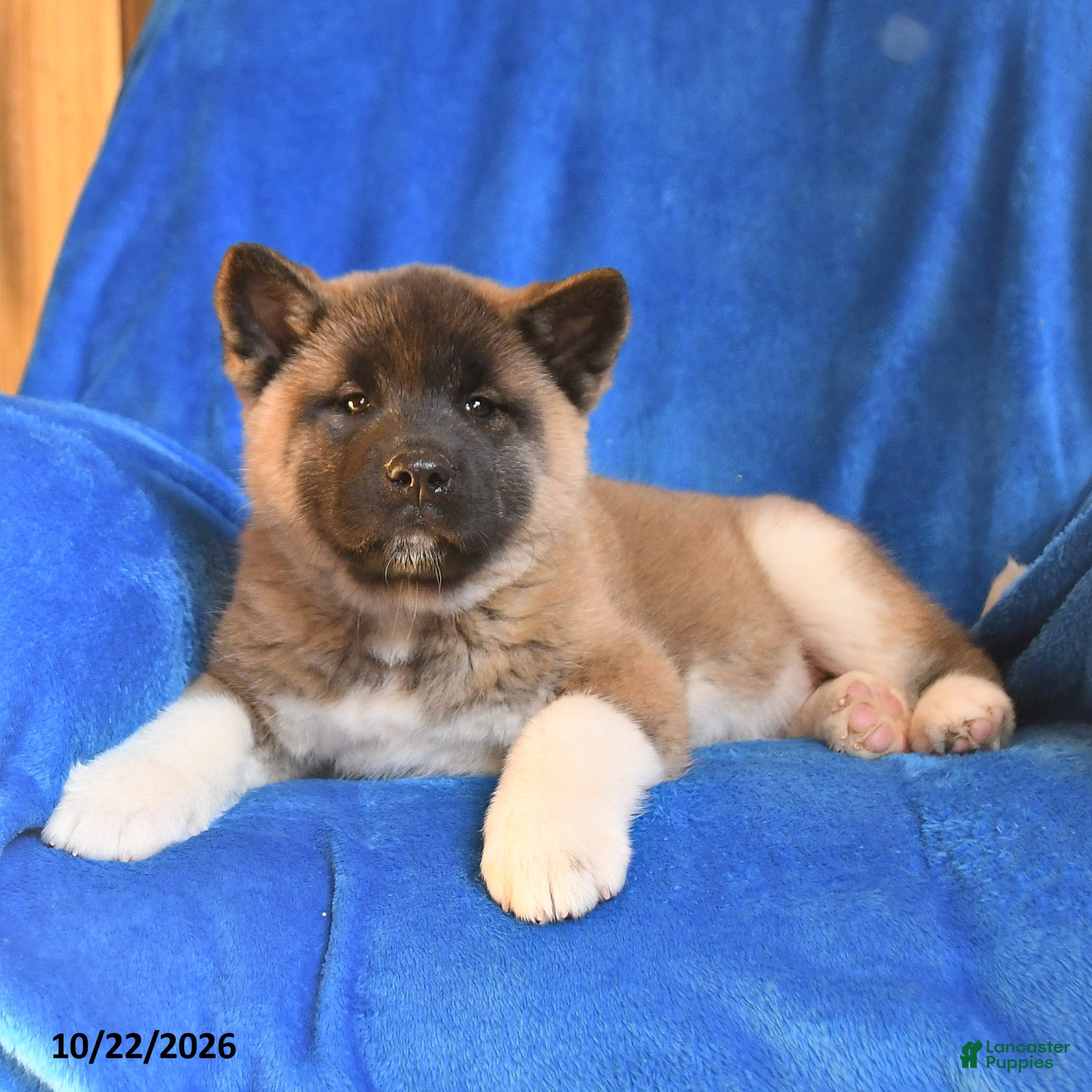 Akita dogs for sale: Violet - Ad 1