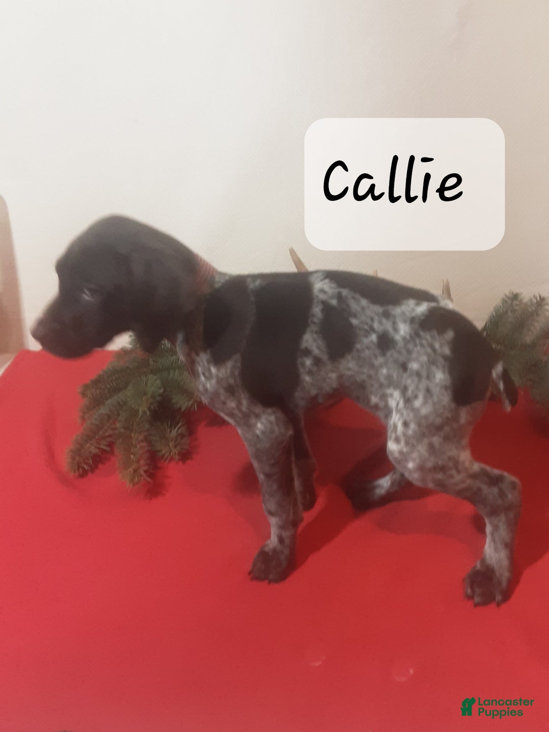 German Shorthaired Pointer dogs for sale: Callie  - Ad 3