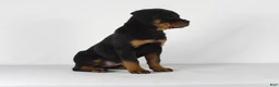Rottweiler dogs for sale: Rottweiler Puppy 8 - Ad 3