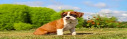 Boxer dogs for sale: Sophie - Ad 5