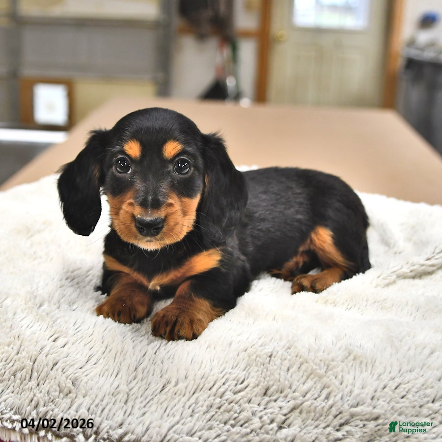 Miniature Dachshund dogs Jelly Bean - Ad 2