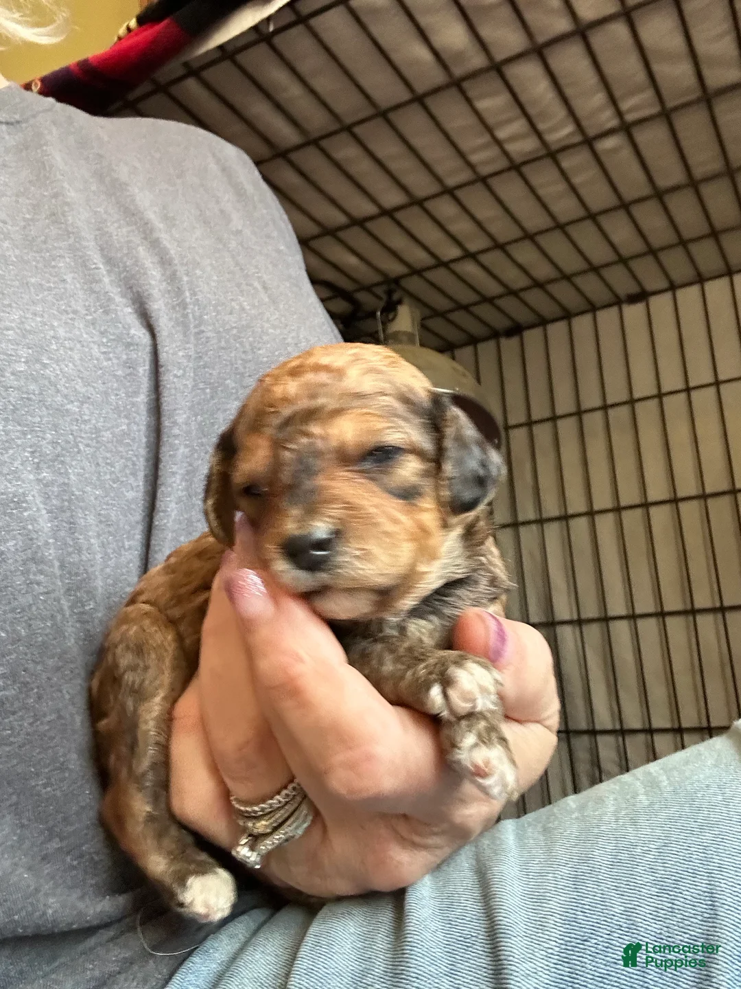 Mini Goldendoodle dogs for sale: F1bb mini goldendoodles - Ad 13