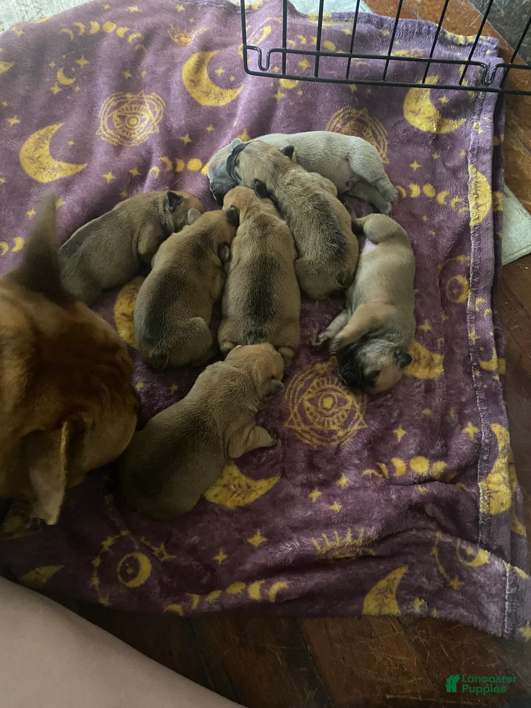 French Bulldog dogs for sale: French Bulldog Puppy 3 - Ad 1