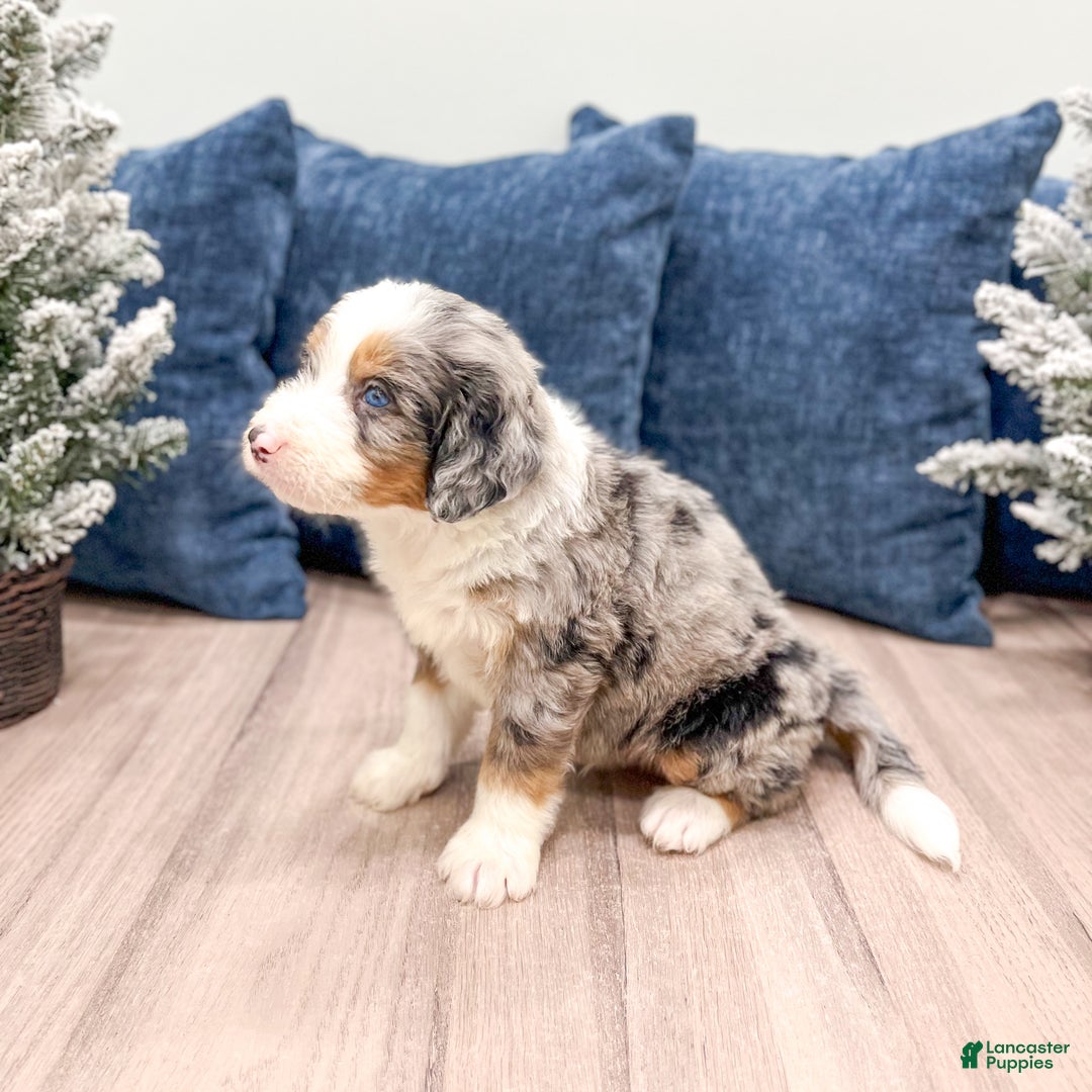 Mini Bernedoodle dogs for sale: Henry - Ad 8