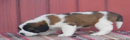 Saint Bernard dogs for sale: Rigal - Ad 2