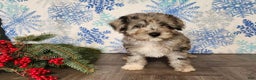 Mini Bernedoodle dogs for sale: Angel - Ad 22