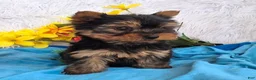 Yorkshire Terrier dogs for sale: Buddy - Ad 3