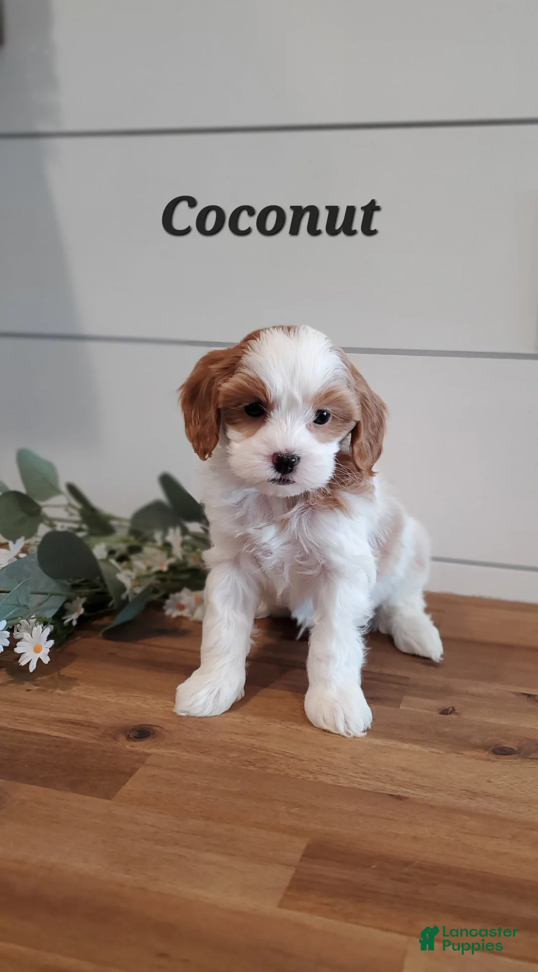 Cavapoo dogs for sale: Coconut  - Ad 2
