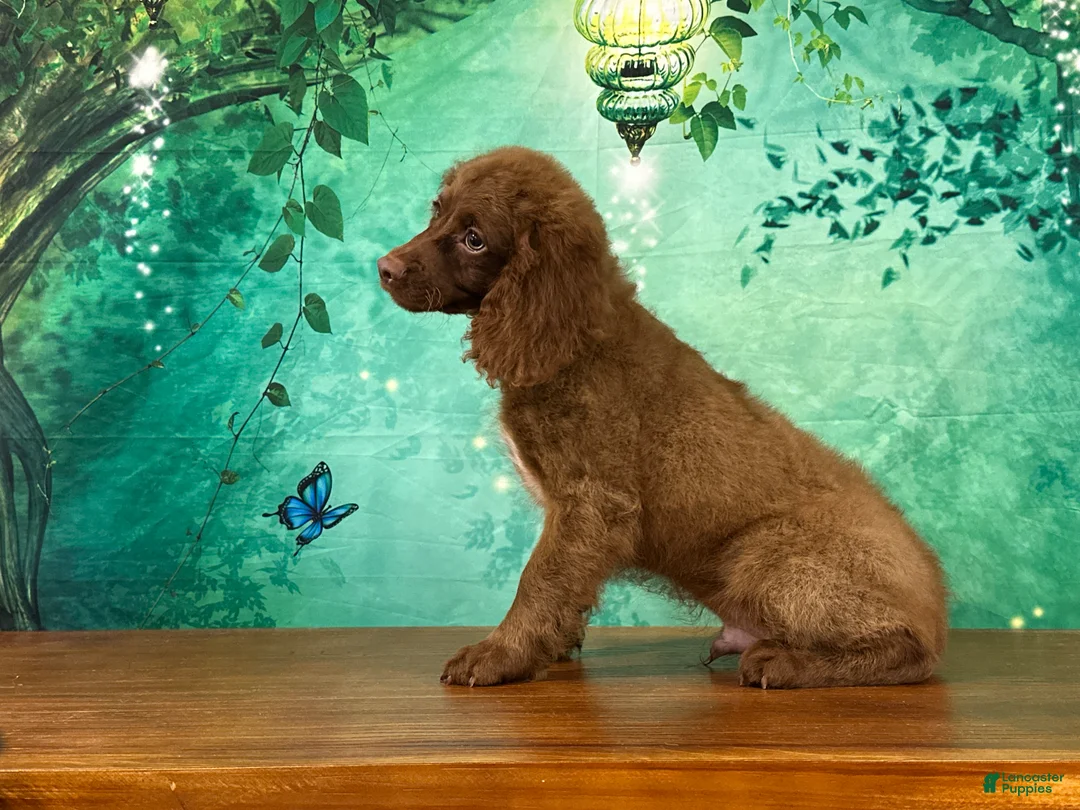 Cockapoo dogs for sale: Hershey - Ad 2