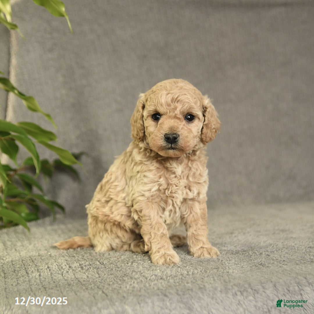 Cockapoo dogs for sale: Tucker - Ad 2