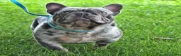 Frenchton dogs for sale: Poppy - Ad 7