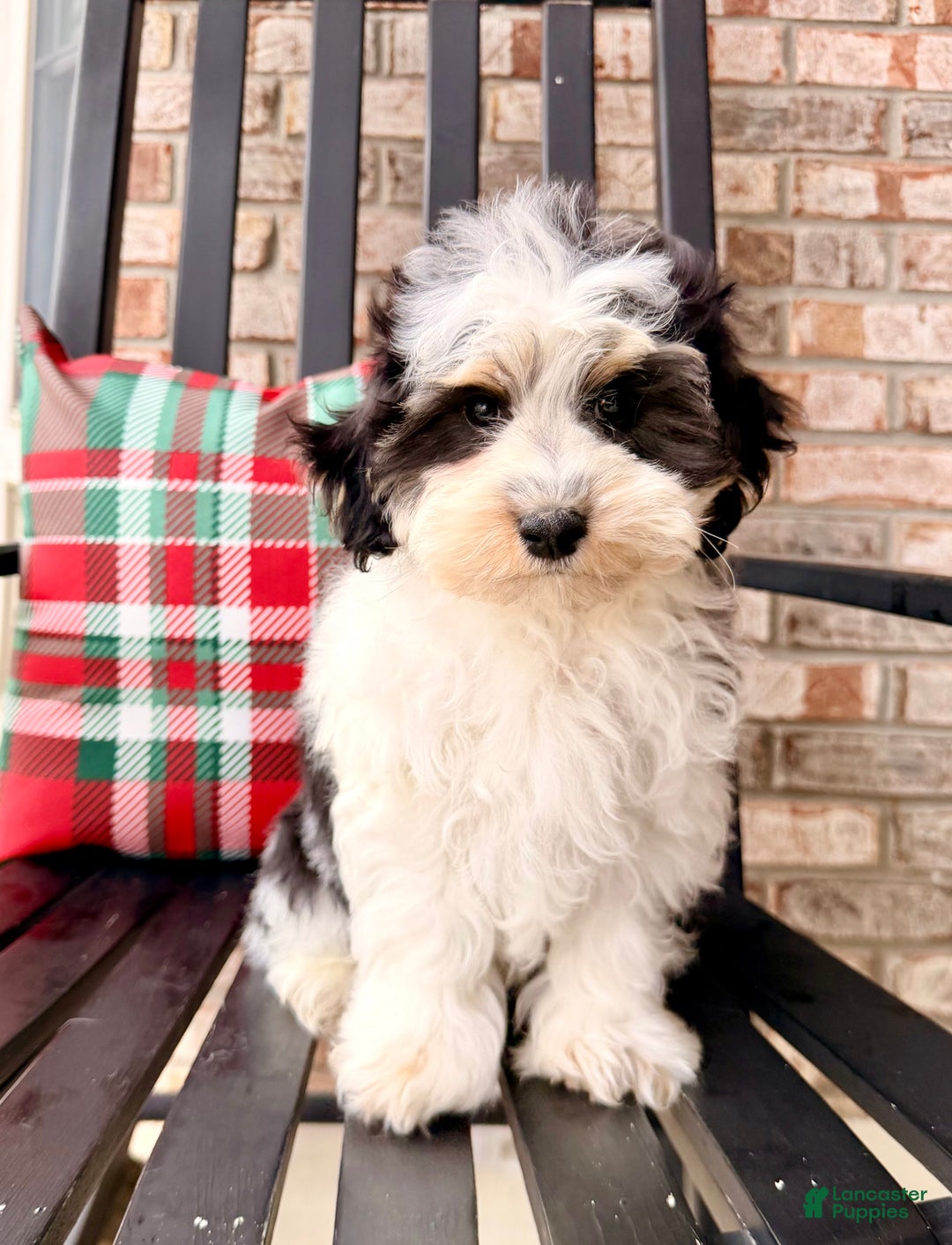 Bernedoodle dogs for sale: Bennett - Ad 4