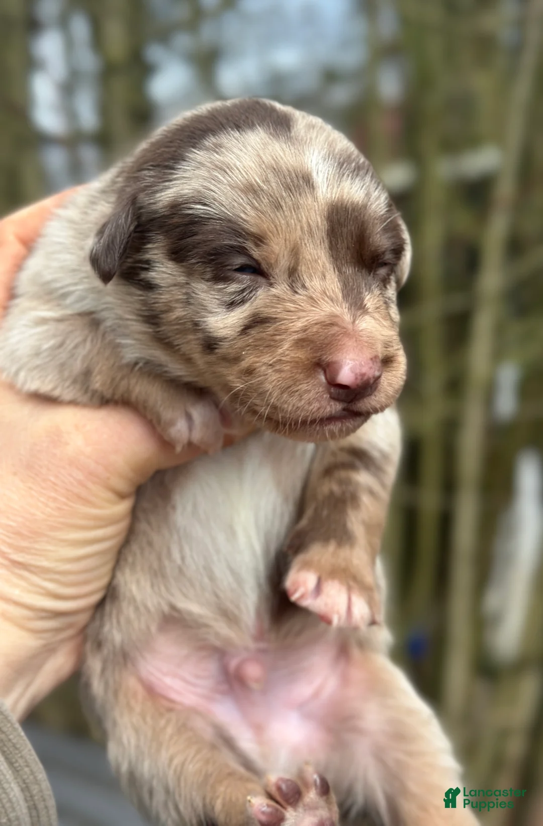 Mixed Breed dogs for sale: Kelpie/Border Collie  Puppy 4 - Ad 1