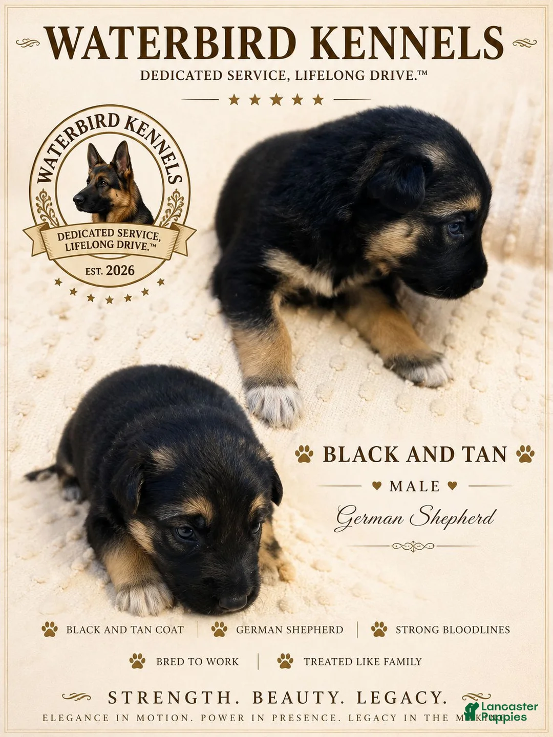 German Shepherd dogs for sale: German Shepherd 2 - Ad 1