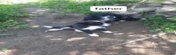 Mixed Breed dogs for sale: Mixed Breed 2 - Ad 15
