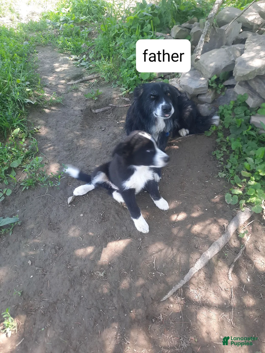 Mixed Breed dogs for sale: Mixed Breed 2 - Ad 15