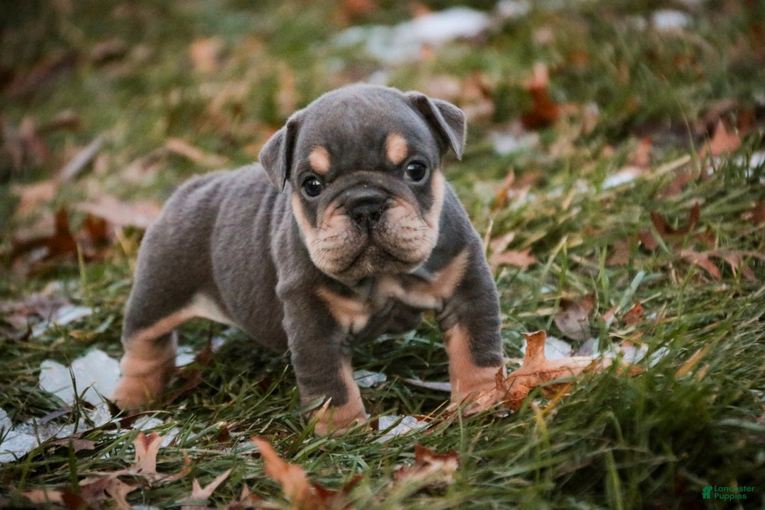 English Bulldog dogs for sale: Xena - Ad 8