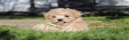 Maltipoo dogs for sale: Lane - Ad 16