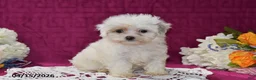 Maltipoo dogs for sale: Maggie - Ad 1