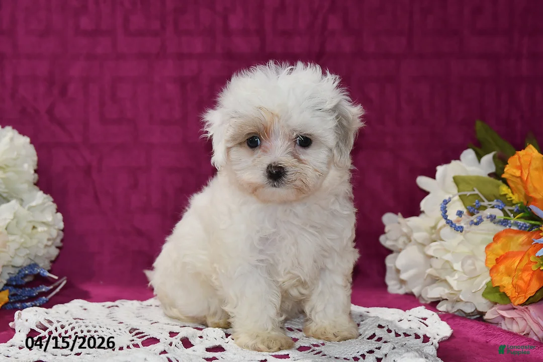Maltipoo dogs for sale: Maggie - Ad 1