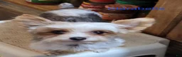 Yorkshire Terrier dogs for sale: Patsy - Ad 20