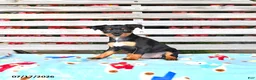 Miniature Pinscher dogs for sale: Judy - Ad 4