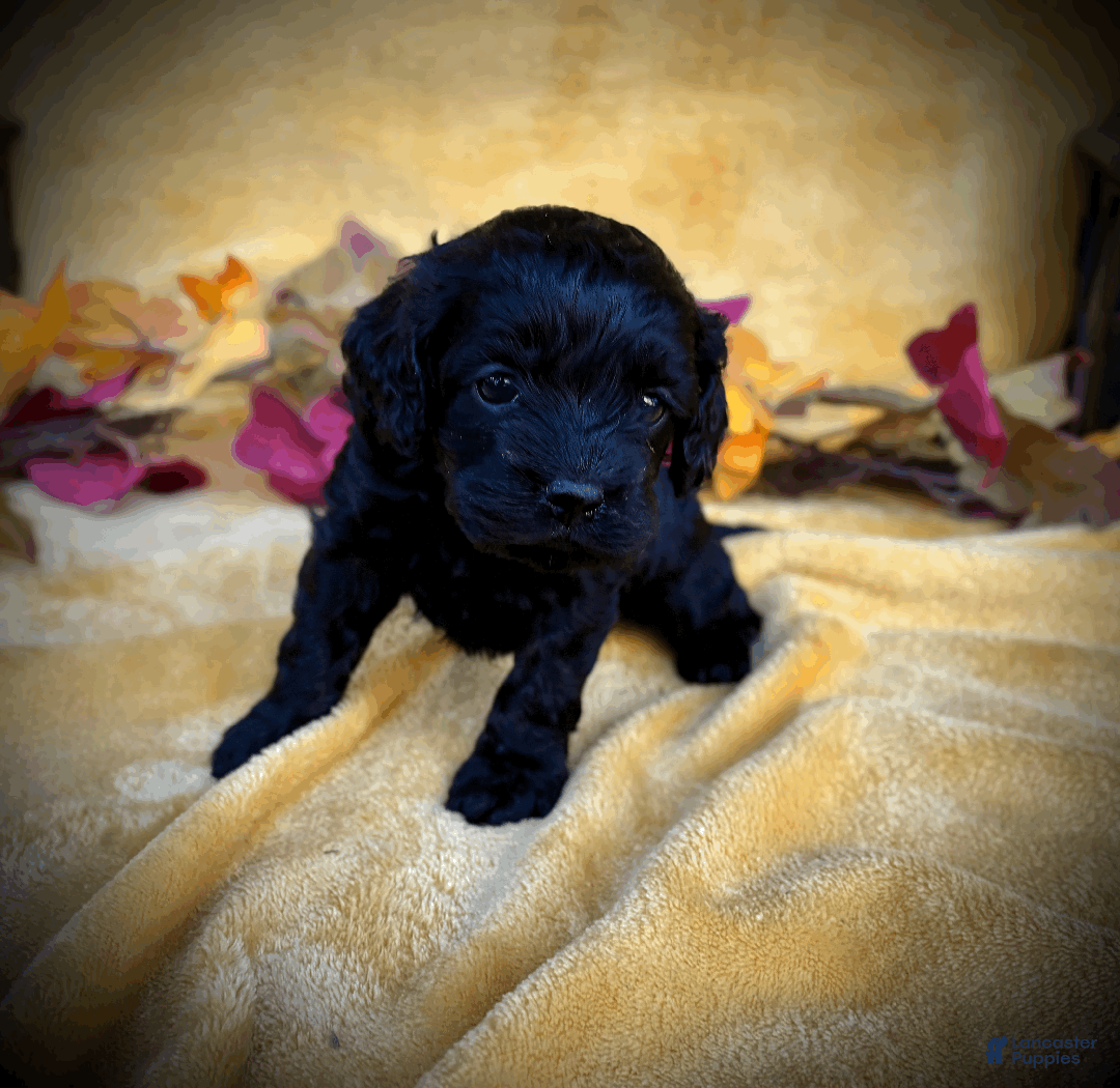 Cockapoo dogs for sale: Autumn  - Ad 9