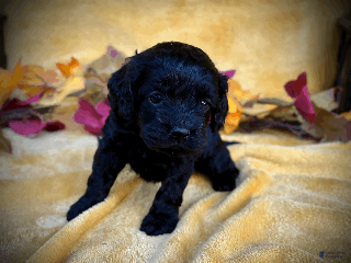 Cockapoo dogs - Ad 19