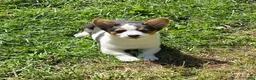 Welsh Corgi Pembroke dogs for sale: Oreo girl  - Ad 5