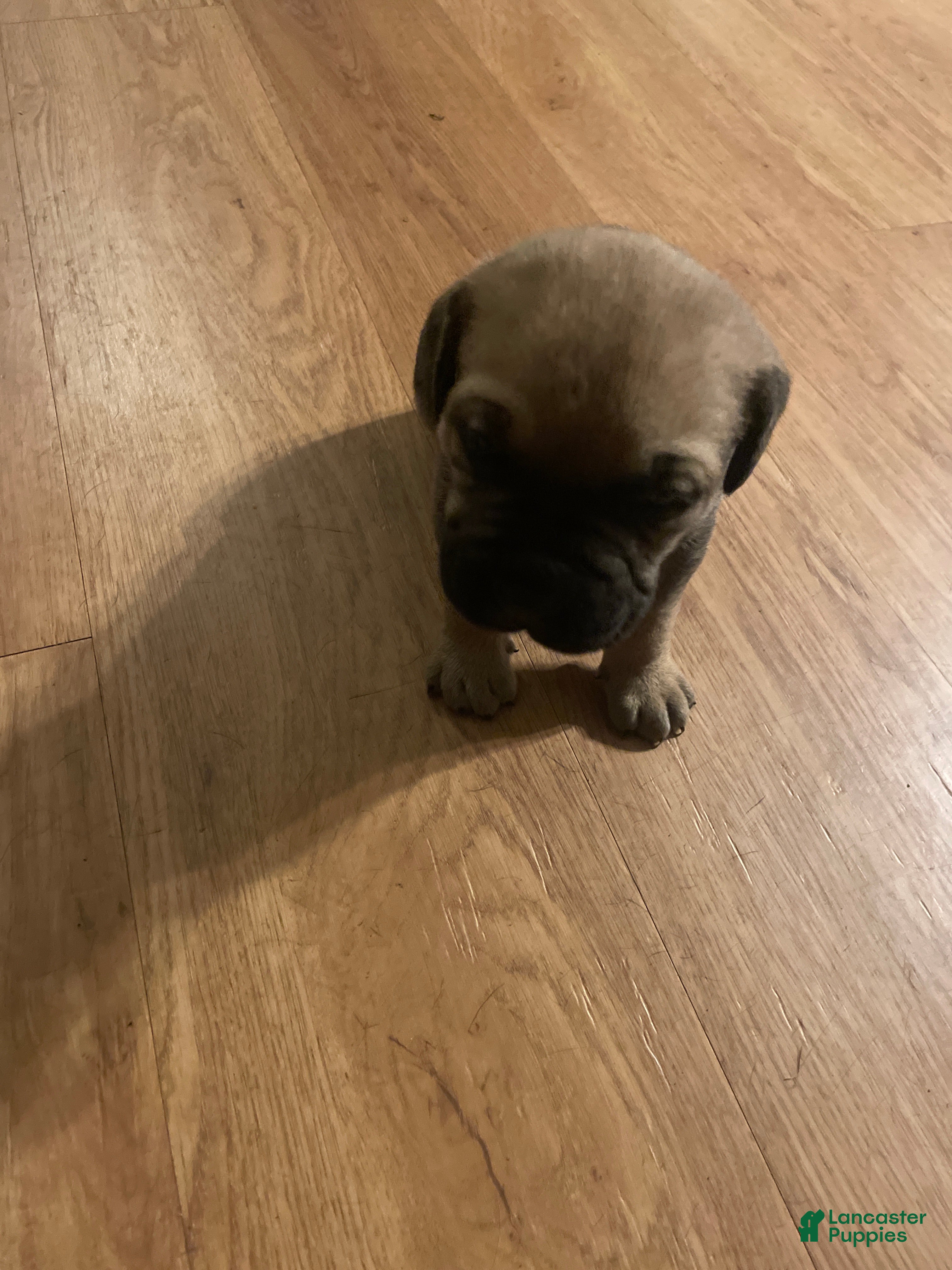 Cane Corso dogs Cane Corso 2 - Ad 40