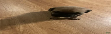 Cane Corso 2