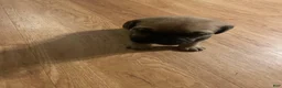 Cane Corso dogs for sale: Cane Corso 2 - Ad 1