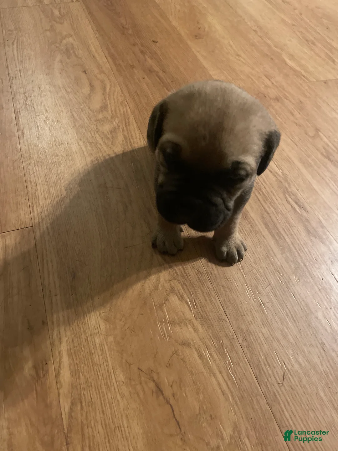 Cane Corso dogs for sale: Cane Corso 2 - Ad 1
