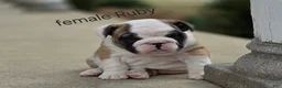 English Bulldog dogs for sale: English Bulldog Puppy 4 - Ad 12