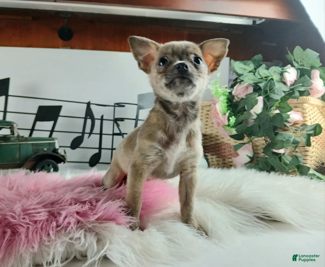 Chihuahua dogs for sale: Sparkles Brindle girl,  Nationwide delivery  - Ad 5