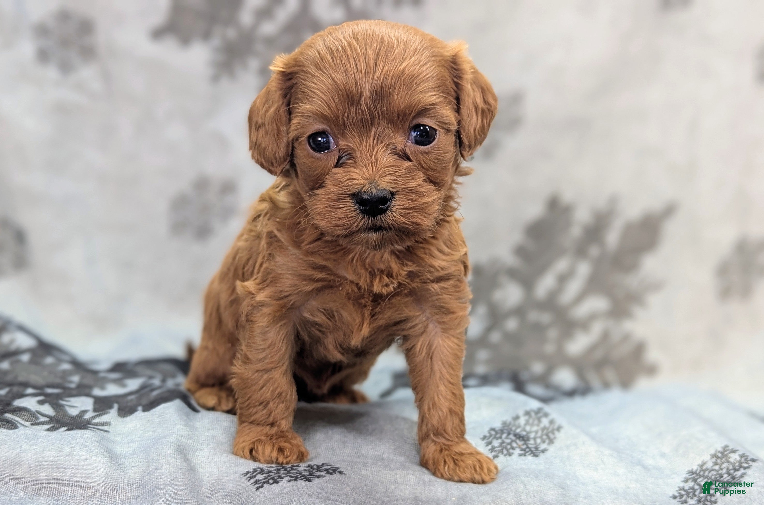 Cavapoo dogs Fumble - Ad 5