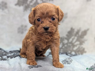 Cavapoo dogs Fumble - Ad 40