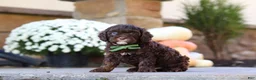Cavapoo dogs for sale: Copper - Ad 3