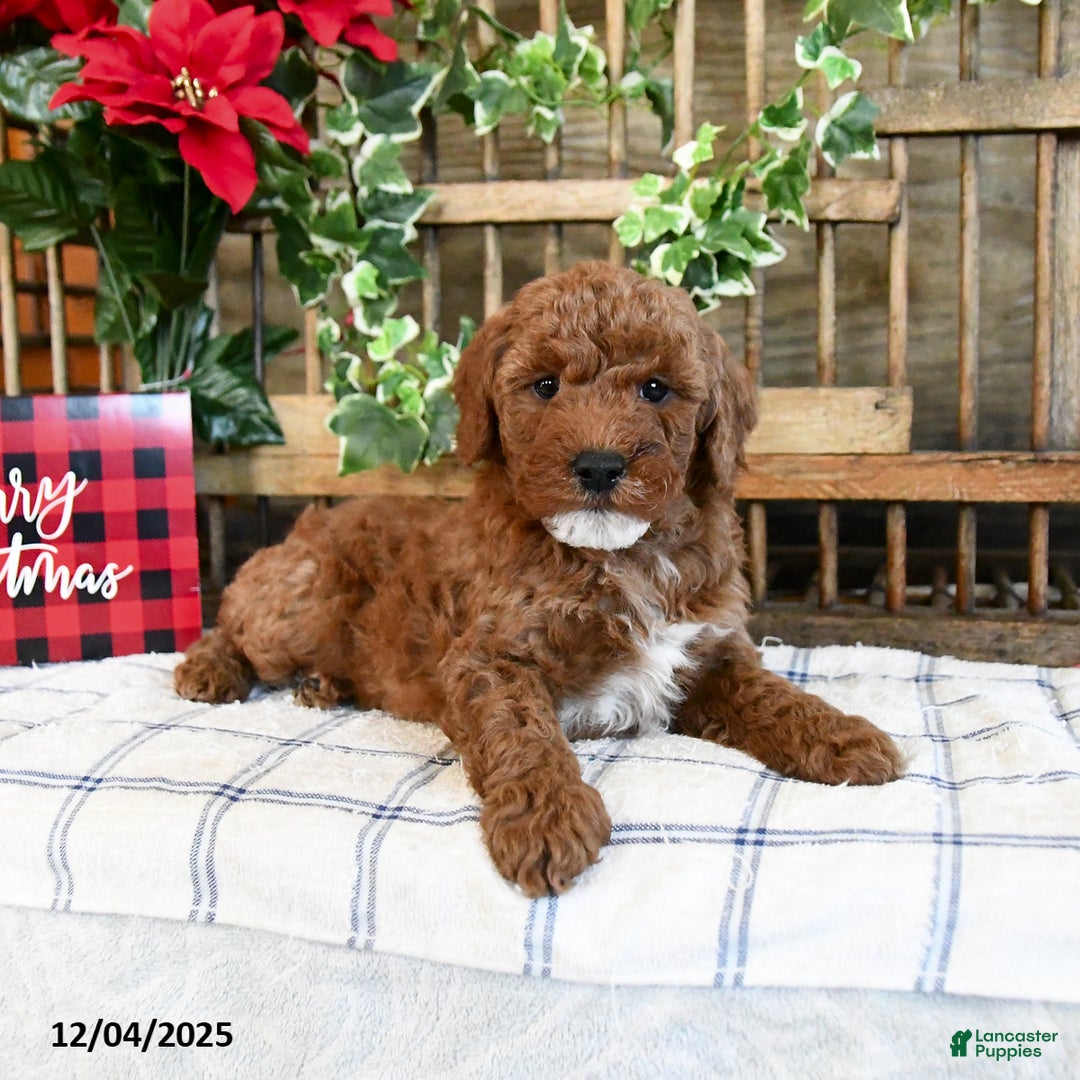 Mini Goldendoodle dogs for sale: Foster - Ad 2