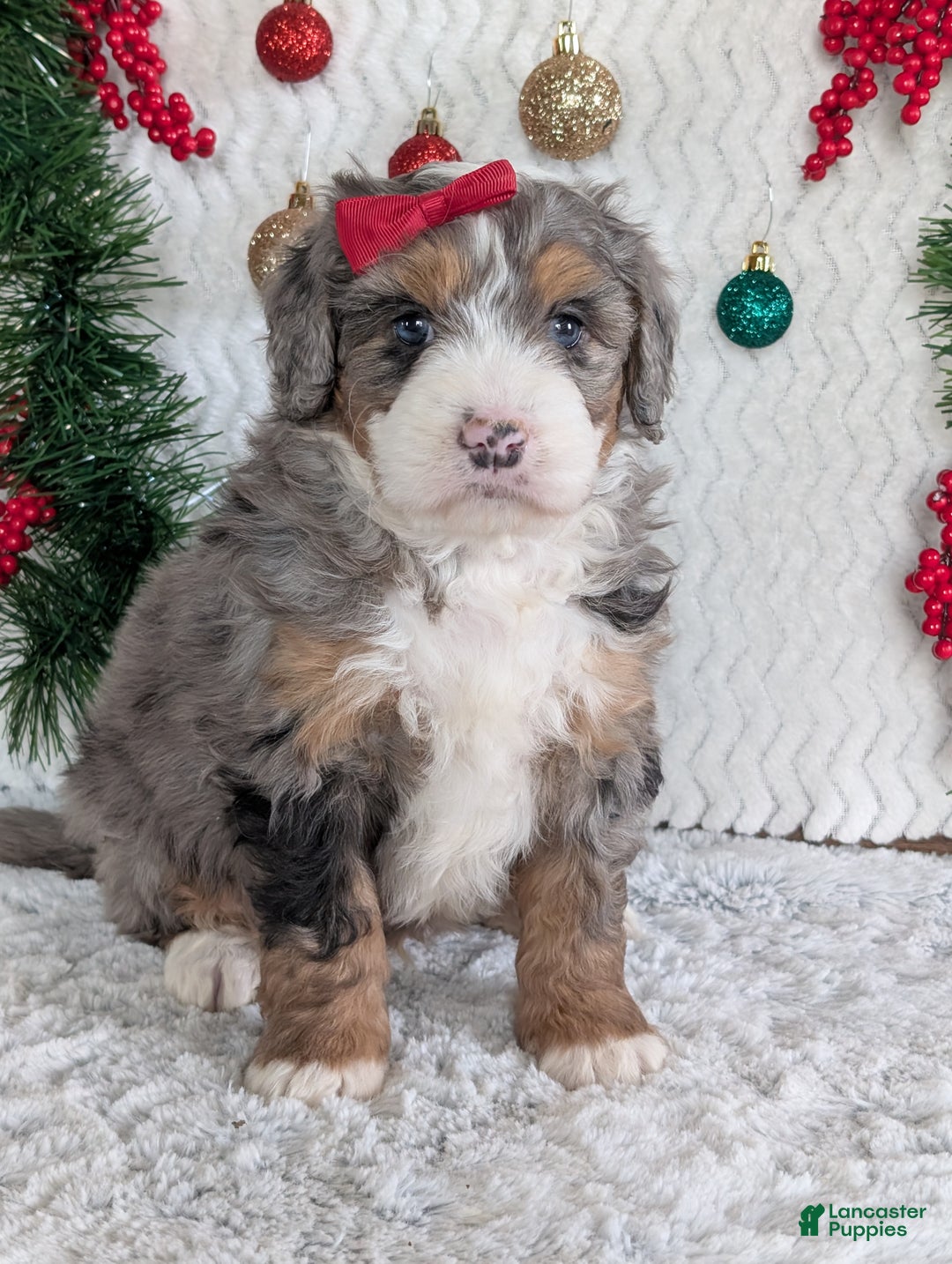 Mini Bernedoodle dogs for sale: Mini Niko  - Ad 24