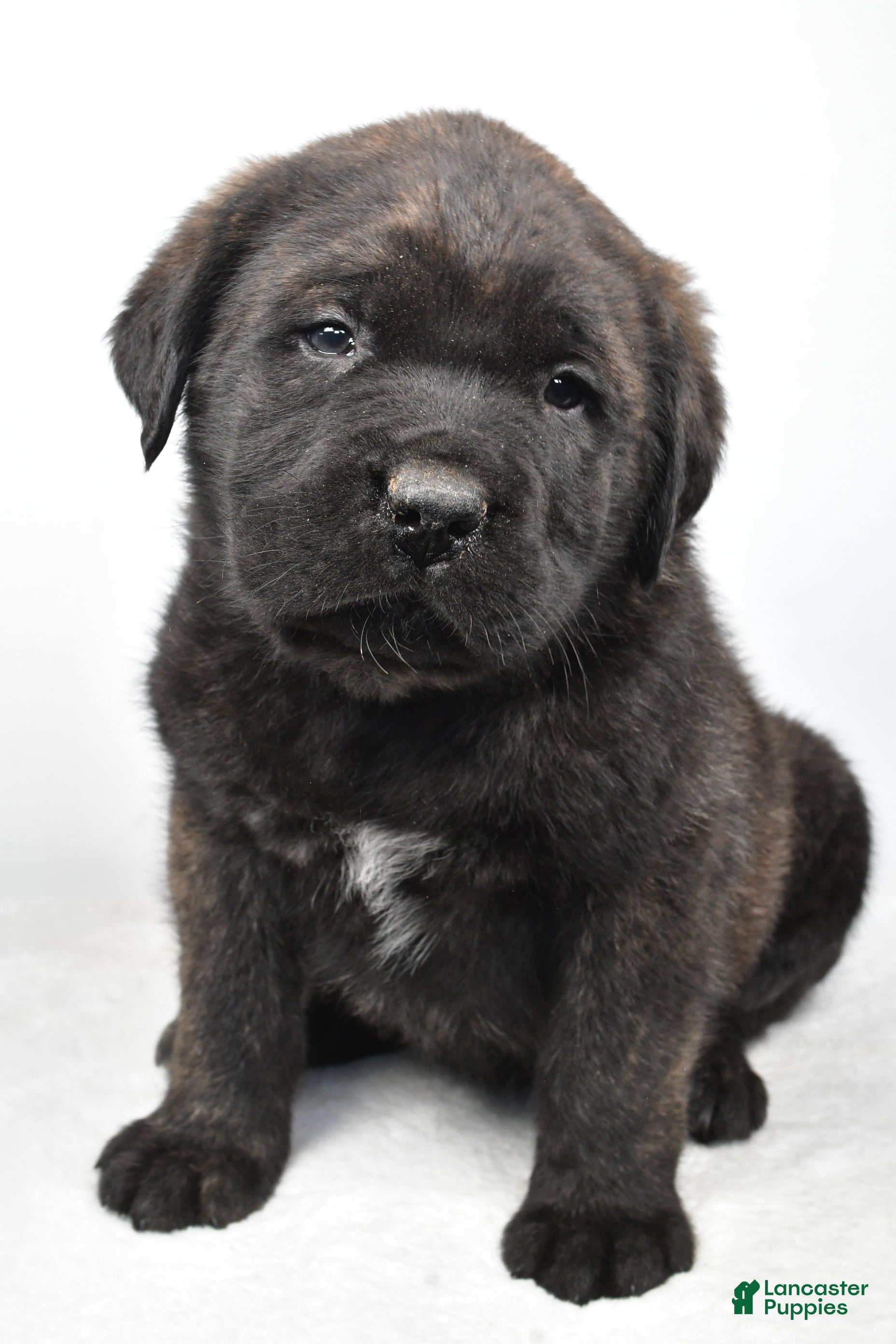 English Mastiff dogs Boxer - Ad 2