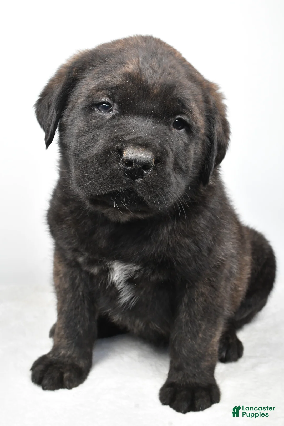 English Mastiff dogs for sale: Boxer - Ad 2