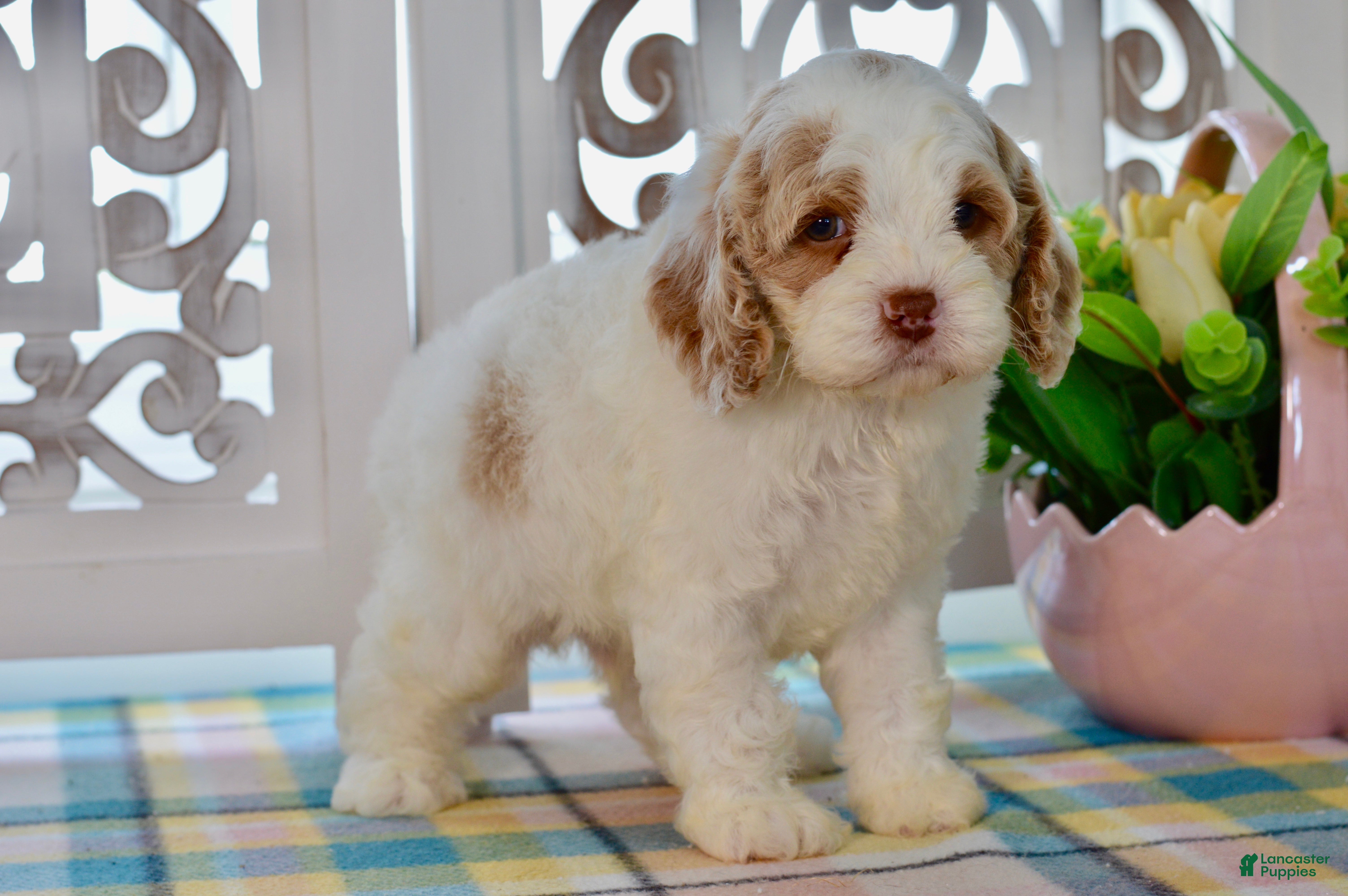 Cockapoo dogs Charles - Ad 1
